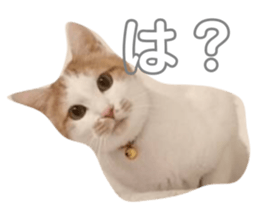 106115282