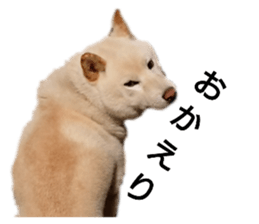 109746067