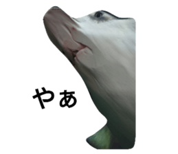 109746068