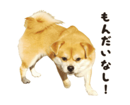 111853907
