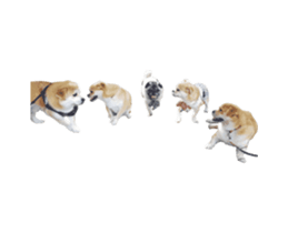 111853909