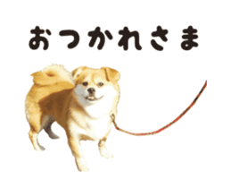 111853916