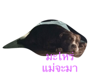 112970782