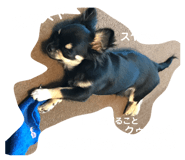 113745477