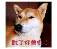 114154182