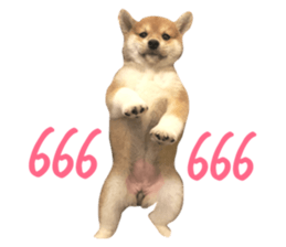 115982238