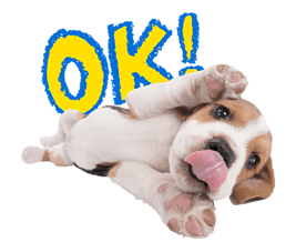 THE DOG รูปที่ 1