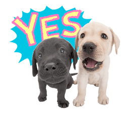 THE DOG รูปที่ 3