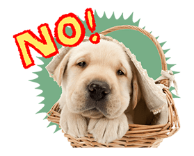 THE DOG รูปที่ 4