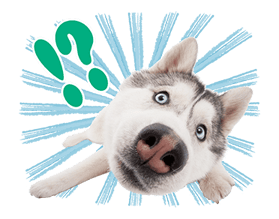 THE DOG รูปที่ 5