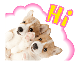 THE DOG รูปที่ 7