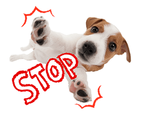 THE DOG รูปที่ 8