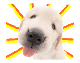 THE DOG รูปที่ 9
