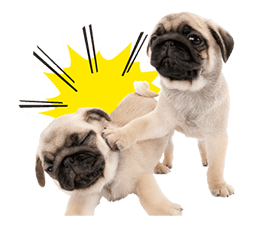 THE DOG รูปที่ 10