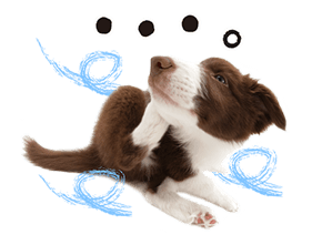 THE DOG รูปที่ 11