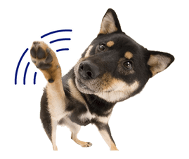 THE DOG รูปที่ 12