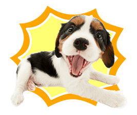 THE DOG รูปที่ 13
