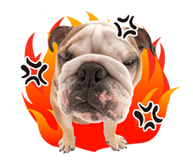 THE DOG รูปที่ 14