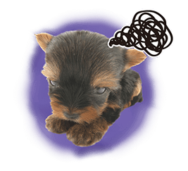 THE DOG รูปที่ 15