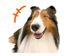 THE DOG รูปที่ 16