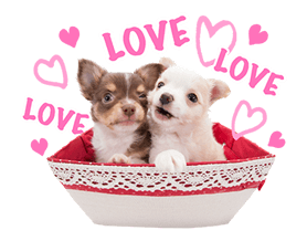 THE DOG รูปที่ 18