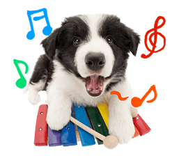 THE DOG รูปที่ 20