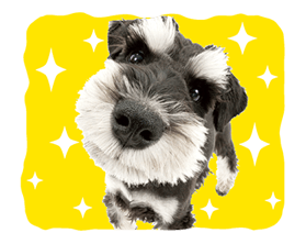 THE DOG รูปที่ 21