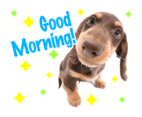 THE DOG รูปที่ 23
