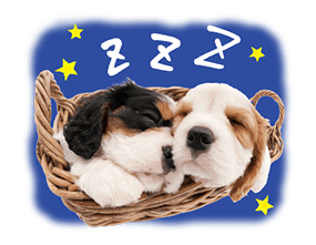 THE DOG รูปที่ 24