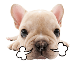 THE DOG รูปที่ 26