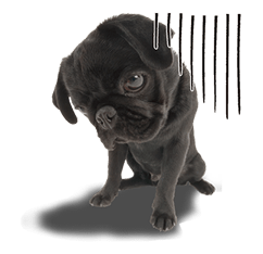 THE DOG รูปที่ 27