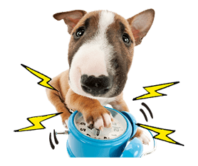 THE DOG รูปที่ 28
