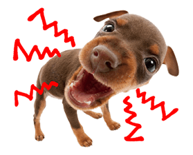 THE DOG รูปที่ 29