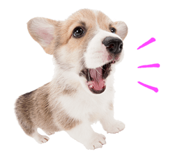 THE DOG รูปที่ 30
