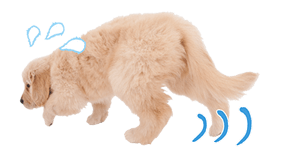 THE DOG รูปที่ 31