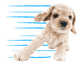 THE DOG รูปที่ 32