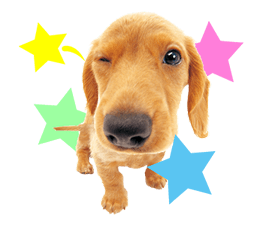THE DOG รูปที่ 33