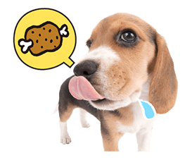 THE DOG รูปที่ 34