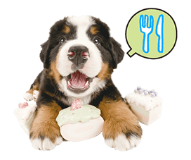 THE DOG รูปที่ 35