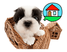THE DOG รูปที่ 36