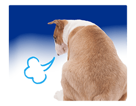 THE DOG รูปที่ 37