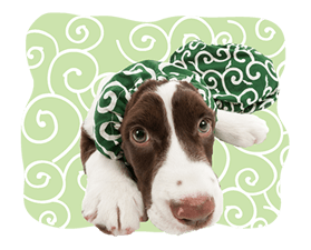 THE DOG รูปที่ 38