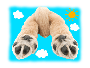 THE DOG รูปที่ 39