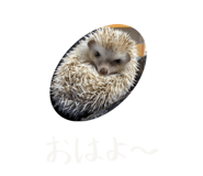 116793044