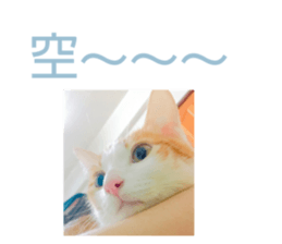 119059619