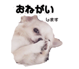 120775723