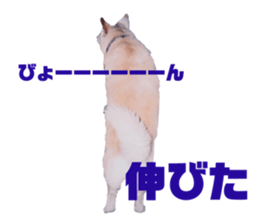 120952755