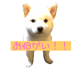 124810266