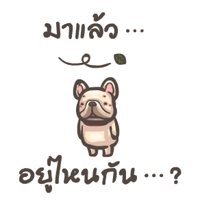 พิกุ - เฟรนช์ บูลด็อก 6 รูปที่ 11