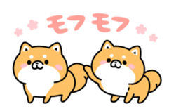 12562051